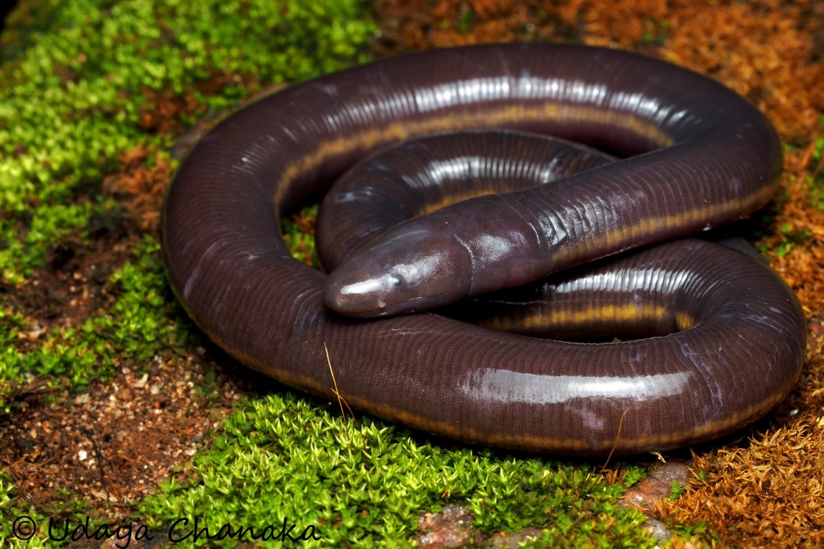 4 Caecilian